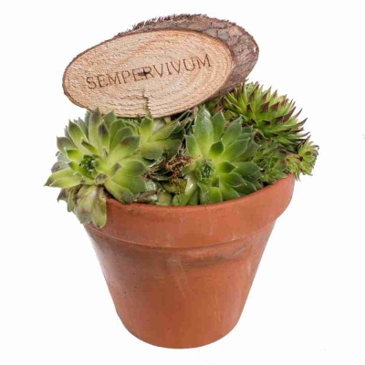 Семпервивум