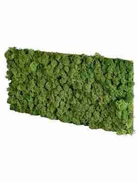 Панель из стабилизированного мха, темно-зеленый