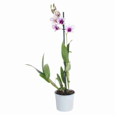 Дендробиум Санок Полар Файр 1 ст