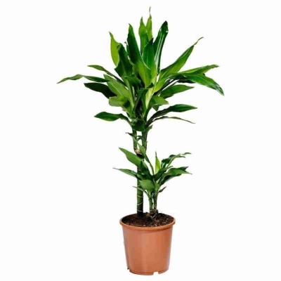 Драцена фрагранс Дорадо 2 ст