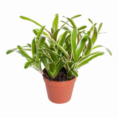 Нидулярия Донгер