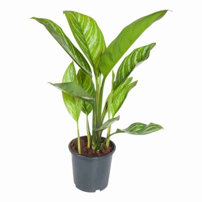 Аглаонема Гринлайт