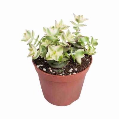 Крассула перфората Вариегата