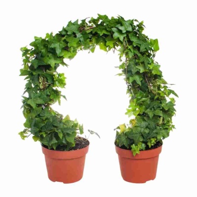 Хедера хеликс Грин дуга