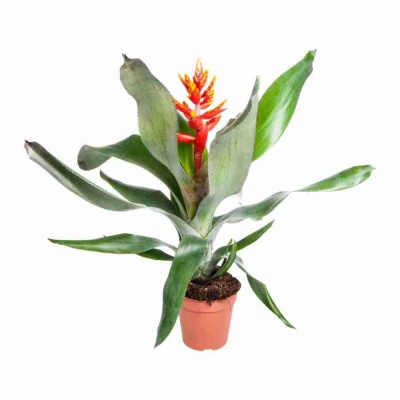 Эхмея Пепита Элеганс