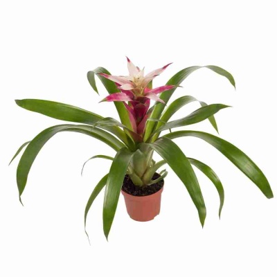 Гузмания Триколор