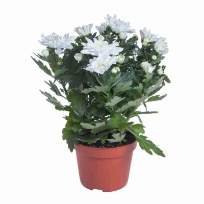 Хризантема махровая белая