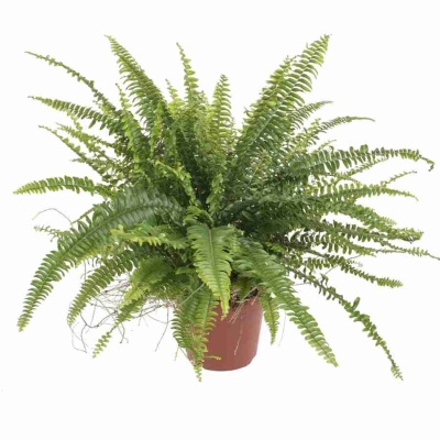 Нефролепис Бостон