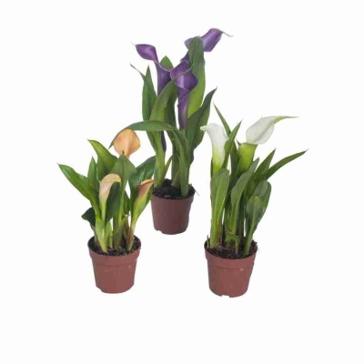 Калла Реманна микс