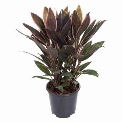 Кордилина Румба