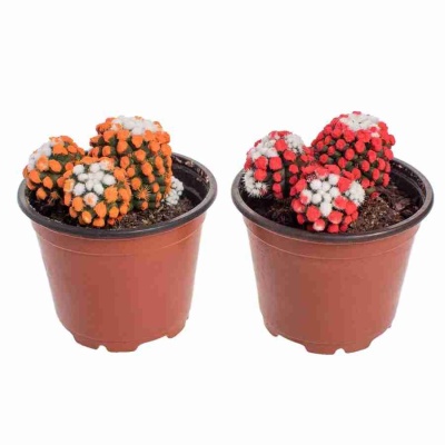 Маммиллярия Сноукап микс