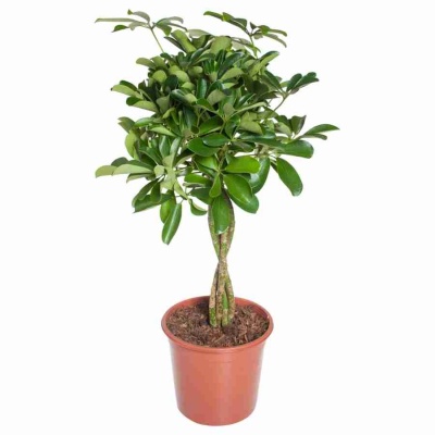 Шеффлера Компакта переплетеная