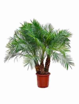 Финиковая пальма Робелена 3 ствола