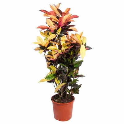 Кодиеум Миссис Айстон разветвленный