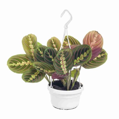 Маранта Фасцинатор триколор ампельная 