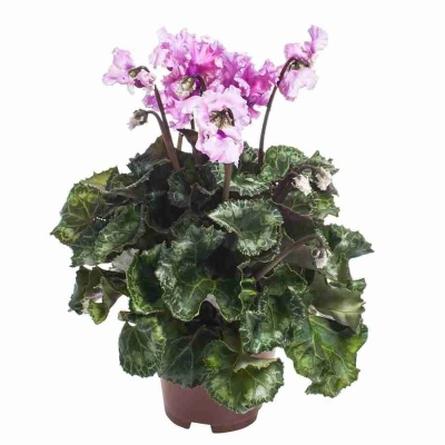 Цикламен Бахромчатый микс