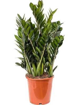 Долларовое дерево замиокулькас