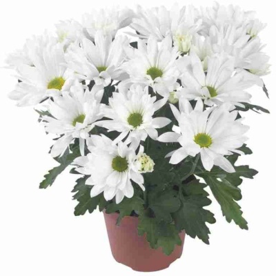 Хризантема Бриз белая