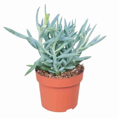 Курио Маунт Эверест