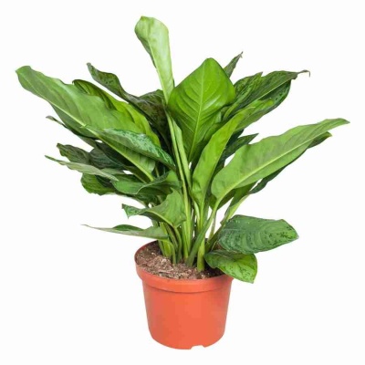 Аглаонема Милли