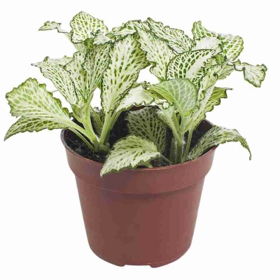 Фиттония белая