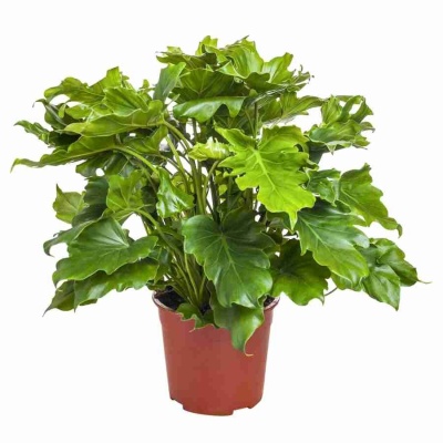 Филодендрон перистонадрезный