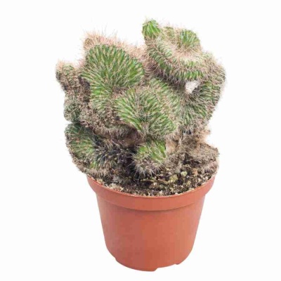 Никтоцереус змеевидный Кристата