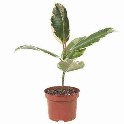 Фикус каучуконосный (эластика) Белиз