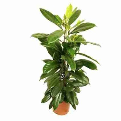 Фикус Циатистипула