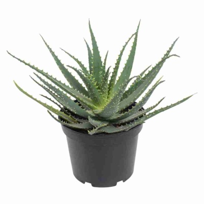 Алоэ Арборесценс