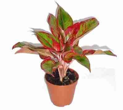 Аглаонема Крит