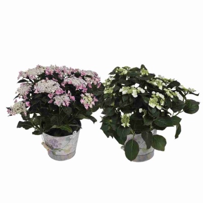 Гортензия мелкопильчатая Берд 