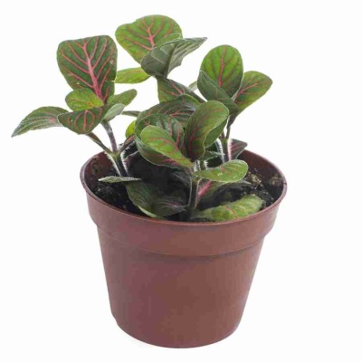 Фиттония Фортиссимо