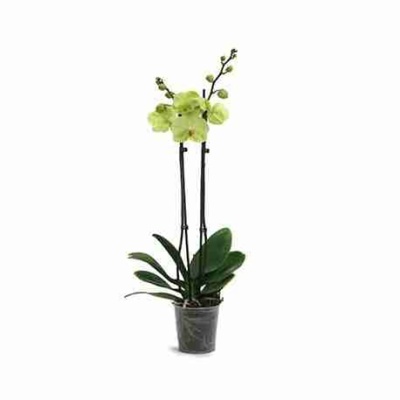 Фаленопсис Желтый 2 ствола