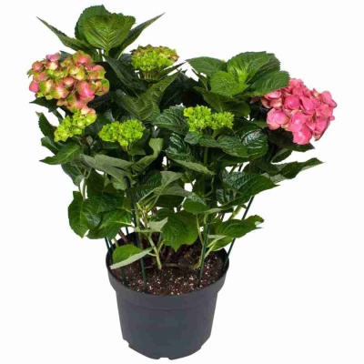 Гортензия Замок Вакербарт