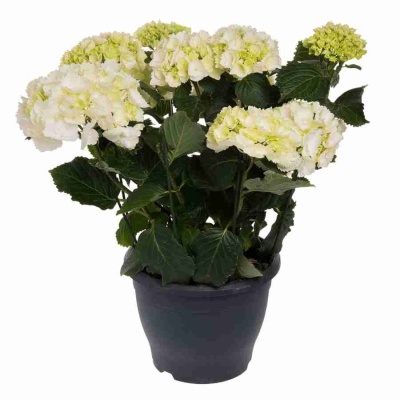 Гортензия Madame Emile Mouilliere