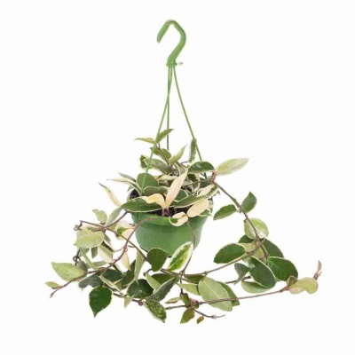 Хойя карноза