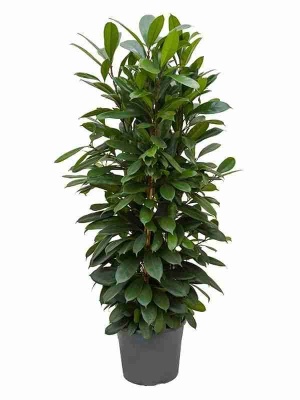 Фикус Циатистипула Разветвленный