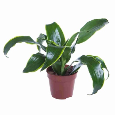 Драцена фрагранс Дорадо