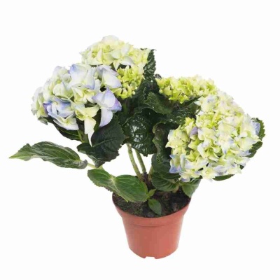 Гортензия Liberteen