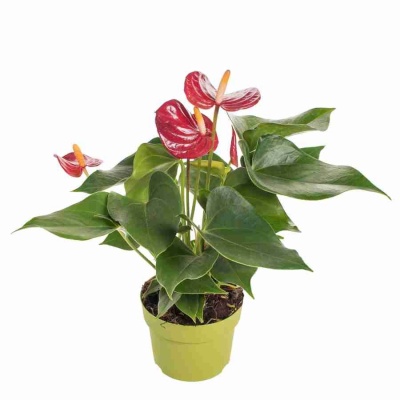 Антуриум андрианум Пикколо