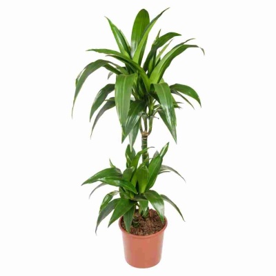 Драцена фрагранс Джанет Крейг 2 ствола