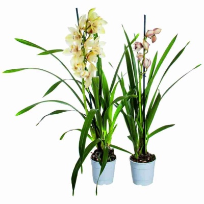 Цимбидиум Микс 1 ст