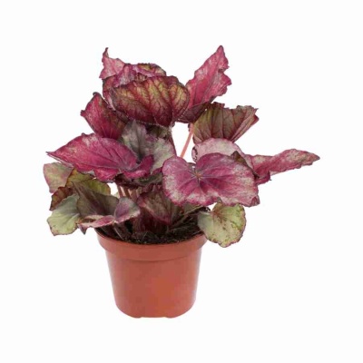 Бегония рекс Ушуая