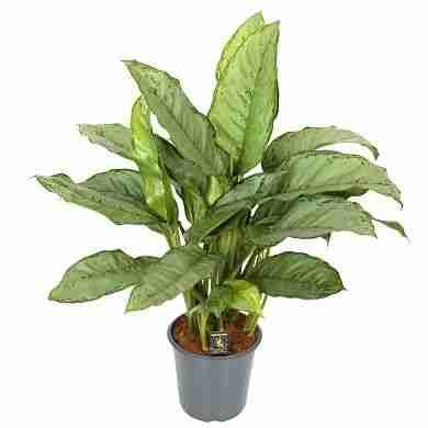 Аглаонема Фридман