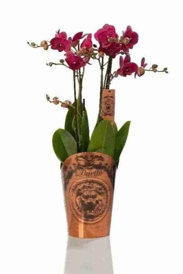 Фаленопсис Дуэтто ассорти 4 ствола
