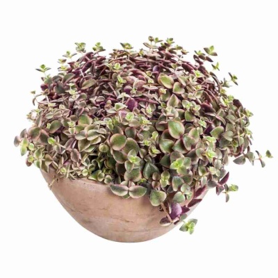 Крассула Марджинелис