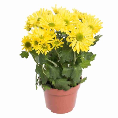 Хризантема Бриз жёлтая