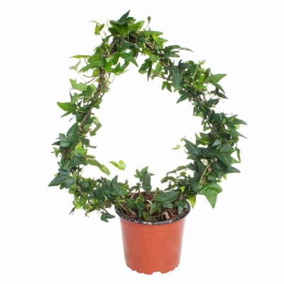 Хедера хеликс Шамрок обод