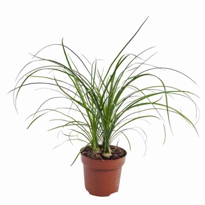 Нолина 3 лук